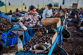 Cashew Nut Factory In Kerala
