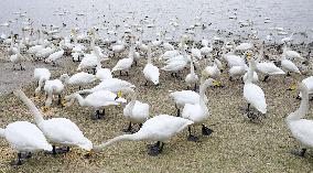 Swans in northern Japan