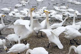 Swans in northern Japan