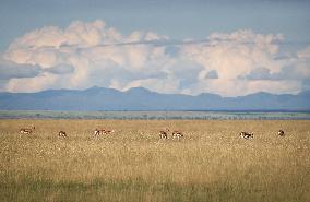 KENYA-KAJIADO-AMBOSELI NATIONAL PARK-WILDLIFE-SCENERY