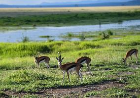 KENYA-KAJIADO-AMBOSELI NATIONAL PARK-WILDLIFE-SCENERY