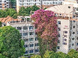 A Giant Triangle Plum Blossom Wall in Nanning