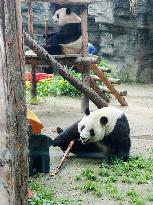 Beijing Zoo Twin Pandas