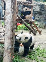 Beijing Zoo Twin Pandas