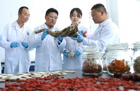 Agricultural Biotechnology in Zhangye
