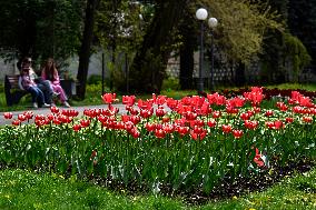 Tulips bloom in Vinnytsia