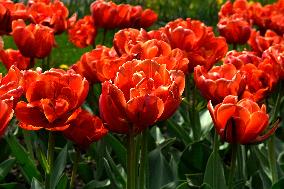 Tulips bloom in Vinnytsia
