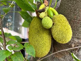 Jackfruit In Kerala