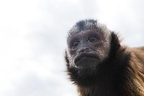 Pet Capuchin Monkey