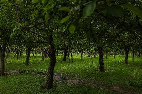 Orchards Washed Off Due To Flash Floods In Kashmir