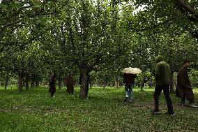 Orchards Washed Off Due To Flash Floods In Kashmir
