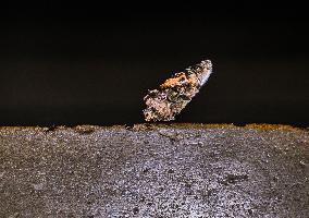 Bagworm Moth Larvae - Animal India