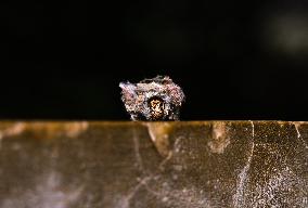 Bagworm Moth Larvae - Animal India