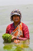 Working Women In Coastal Areas