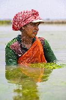 Working Women In Coastal Areas