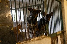 Animal Shelter Was Damaged As A Result Of Russian Strikes