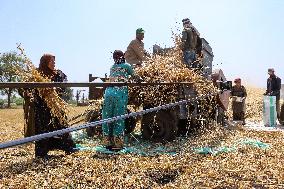 Egyptian Farmers