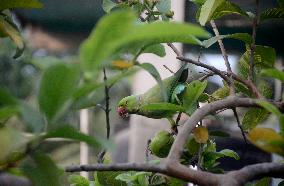 Parrot- Tree- Guava