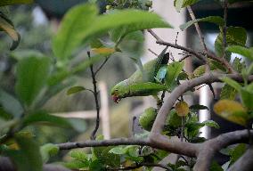 Parrot- Tree- Guava