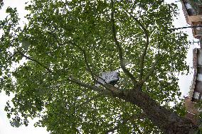 Toulouse: Action Against The Cutting Of A London Plane Tree