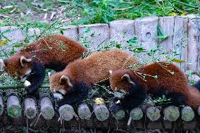 Redt Pandas at Chongqing Zoo