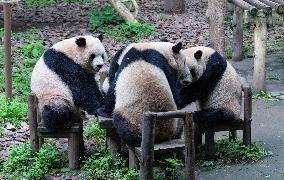Chongqing Zoo Panda Visitors Number Hit A Record High