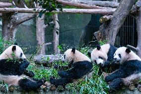 Chongqing Zoo Panda Visitors Number Hit A Record High