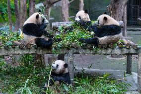 Giant Pandas at Chongqing Zoo