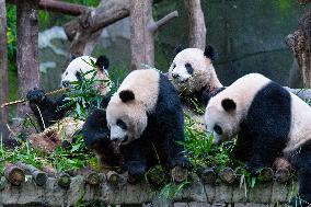 Giant Pandas at Chongqing Zoo