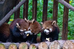 Redt Pandas at Chongqing Zoo