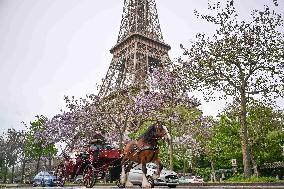 Eiifel Tower - Paris