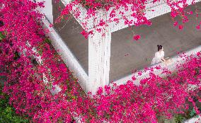 Bougainplum Blossoms Surround Buildings in Chongqing