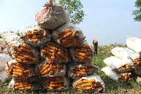 Corn Harvest In Indonesia