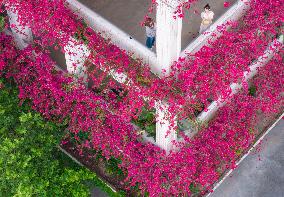 Bougainplum Blossoms Surround Buildings in Chongqing