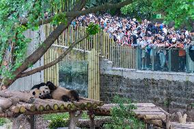 Tourists View Pandas at Chongqing Zoo
