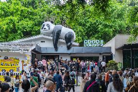 Tourists View Pandas at Chongqing Zoo