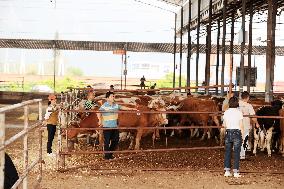 Livestock Trading and Wholesale Center in Hechi