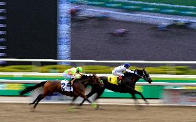 Thoroughbred Horse Racing At Woodbine Racetrack