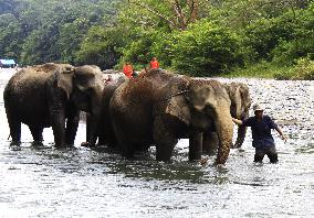Indonesia Elephant Conservation Park