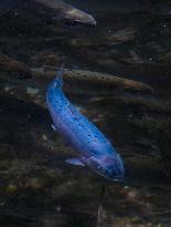 Cobalt blue Biwa trout