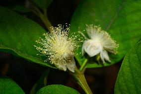 Psidium Guajava Flower