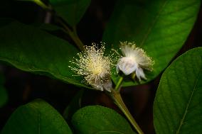Psidium Guajava Flower