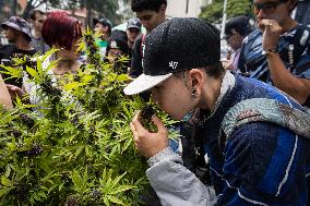 Global Marijuana Day in Colombia