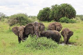 TANZANIA-SERENGETI NATIONAL PARK-ANIMALS