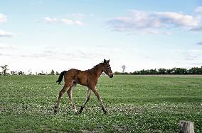 Horses on Khortytsia Island