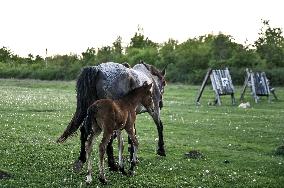 Horses on Khortytsia Island