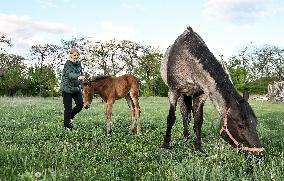 Horses on Khortytsia Island