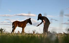 Horses on Khortytsia Island