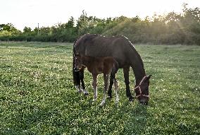 Horses on Khortytsia Island