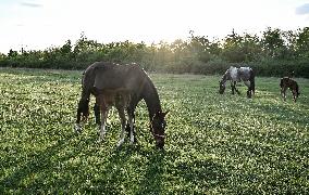 Horses on Khortytsia Island